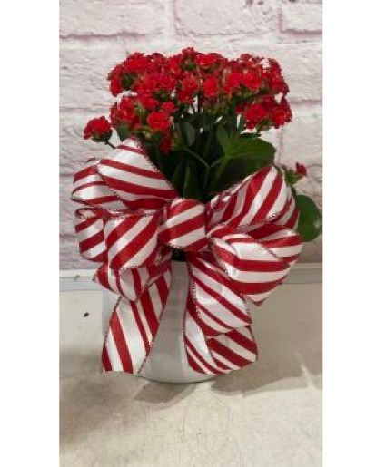 Tis The Season Red Kalonchoe Potted Plant