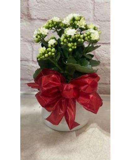 Tis The Season White Kalonchoe Plant Potted Plant