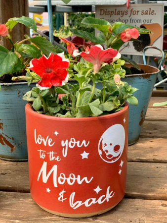 To The Moon  Potted Annual