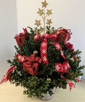 Small Boxwood Tree Today's Special #4