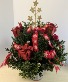 Small Boxwood Tree Today's Special #4