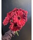 Today's Special -6  Red Gerberas 