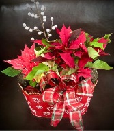 Today's Special Double Poinsettia Two 4