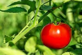 Tomatoes- Numerous Varieties see description Greenhouse