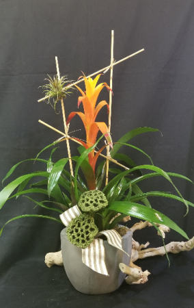 Topical Charm Plant