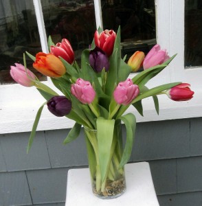 Totally Tulips Vase Arrangement in North Adams, MA | MOUNT WILLIAMS GREENHOUSES INC Totally Tulips Vase Arrangement in North Adams, MA | MOUNT WILLIAMS GREENHOUSES INC