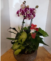 Touch of gold Orchid arrangement Plants