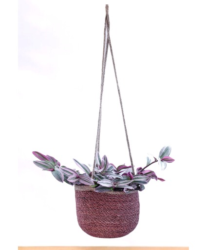 Wandering Trad / Tradescantia  Hanging Plant Basket
