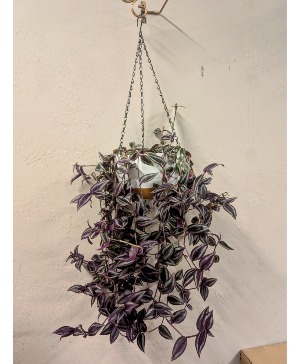 Tradescantia Zebrina (Wandering Jew) Only 1 available in store NOW