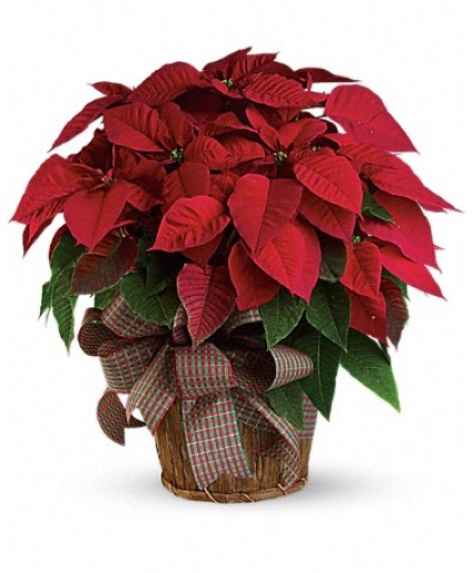            Traditional Beauty     Red Poinsetta