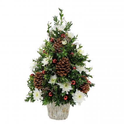 Traditional Boxwood Plant