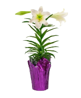 Traditional Easter Lily Plant
