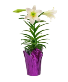 Traditional Easter Lily Plant
