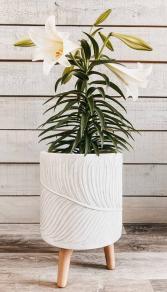 Easter Lily Flowering Easter Plant