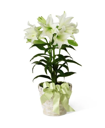 Traditional Easter Lily Flowering Easter Plant in Spring, TX | Spring Trails Florist
