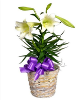 Traditional Easter Lily Flowering Easter Plant