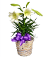 Traditional Easter Lily Flowering Easter Plant