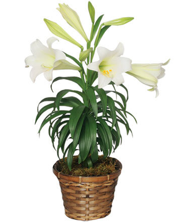 Traditional Easter Lily Flowering Easter Plant in New York, NY | FLOWERS BY RICHARD NYC