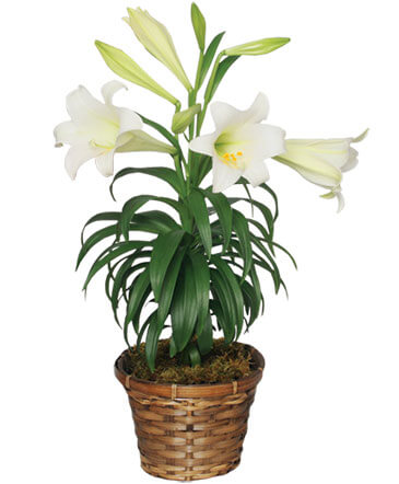 Traditional Easter Lily Flowering Easter Plant in Mustang, OK | MUSTANG FLOWERS & GIFTS