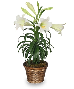 TRADITIONAL EASTER LILY Flowering Easter Plant