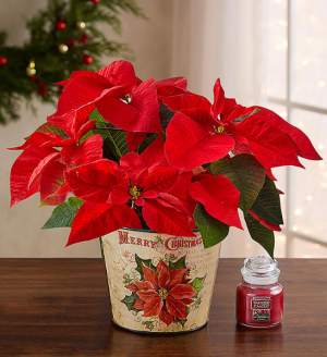 Traditional Holiday Poinsettia in Sunrise, FL | FLORIST24HRS.COM Traditional Holiday Poinsettia in Sunrise, FL | FLORIST24HRS.COM