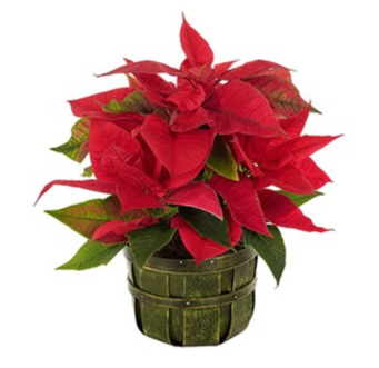 Traditional Holiday Poinsettia Plant