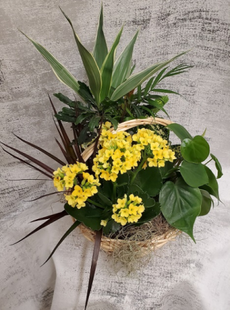 Traditional Plant Basket  in Croton On Hudson, NY | Cooke's Little Shoppe Of Flowers