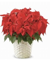 Traditional Poinsettia 