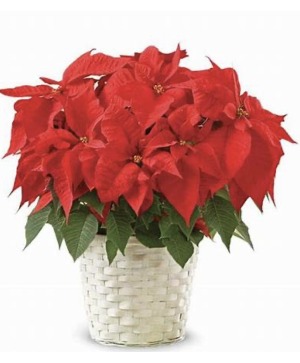 Traditional Poinsettia 