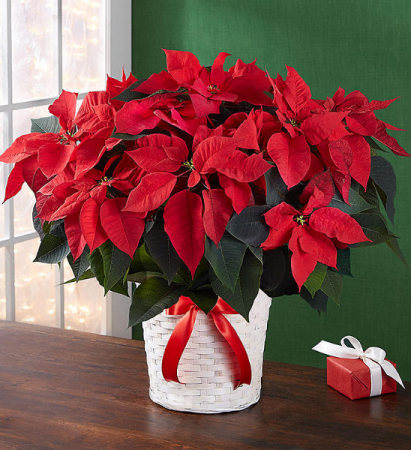 Traditional Poinsettia Large 