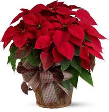 Traditional Red Poinsettia Plant Decorated in a Basket