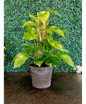 Trailing Golden Pothos Modern 
