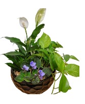  Aurem Tropical Planter Plants