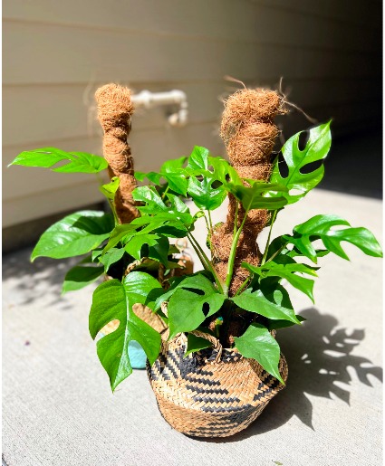 Trailing Tetrasperma House Plant