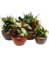 Tranquil Dish Garden in Ceramic Pot