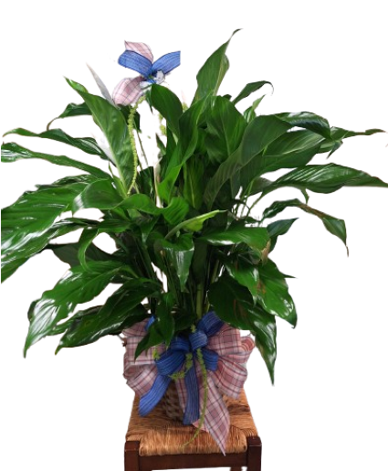 Tranquil Moments Peace Lily Plant Plant