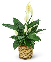 Tranquility Peace Lily Plant Potted Plant