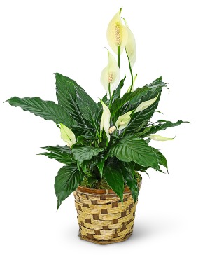 Tranquility Peace Lily Plant Potted Plant