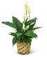 Tranquility Peace Lily Plant Potted Plant