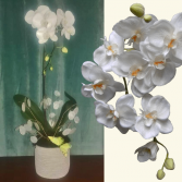Transformation Orchid Condolence Gift