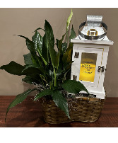 Treasured Keepsakes Plant with Memorial Lantern