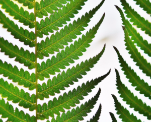 Tree Fern & Leather Leaf Greenery Assortment in Beaumont, AB | Beau Villa Flowers And Gifts Tree Fern & Leather Leaf Greenery Assortment in Beaumont, AB | Beau Villa Flowers And Gifts