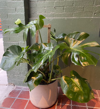 Trellis Monstera  plant in 12 inch diameter pot