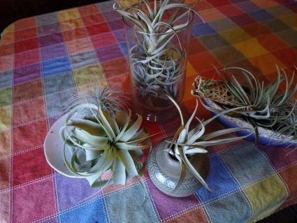 Trendy Air plants Self sustaining plants from Tropics