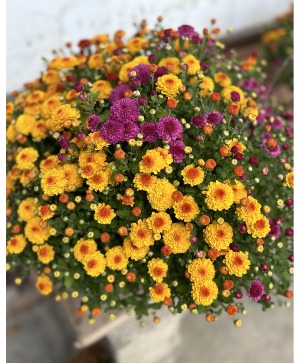 Tri-Color Fall  Mum Outdoor Plant