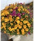 Tri-Color Fall  Mum Outdoor Plant
