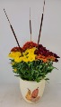 Tri Color Harvest Mum Plant 