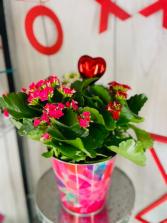Tri color Kalanchoe Blooming Plant