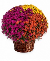 Tri-Color Mum Plant 