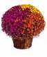 Tri-Color Mum Plant 